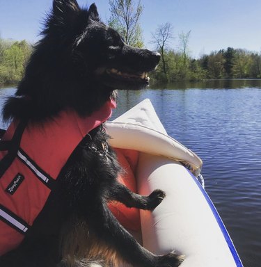 dog in a kayak