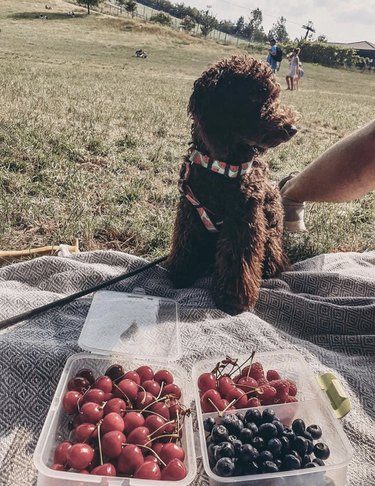 dog at a picnic with berries