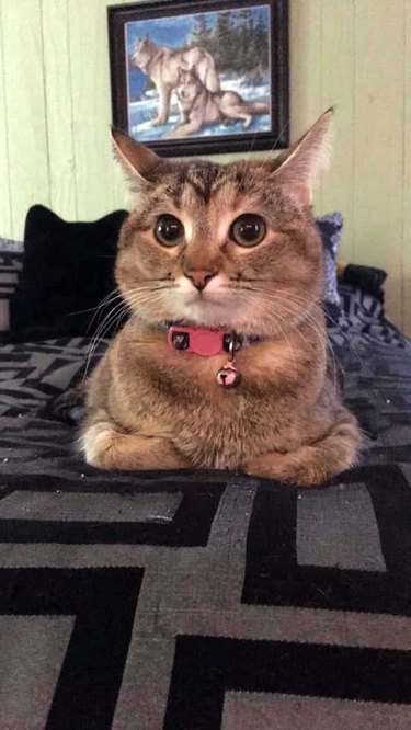 cat sits like loaf on bed