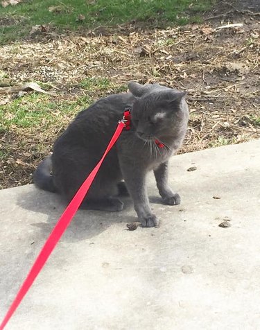 cat on red leash