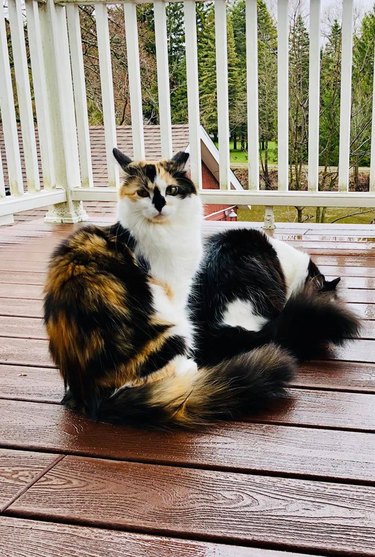 cats on wet porch