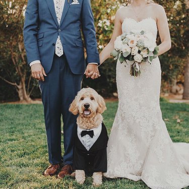 goldendoodle dog in tuxedo at wedding