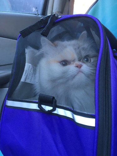 sour cat expresses displeasure with being put in carrier
