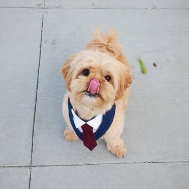 dog in suit at wedding sticks tongue out