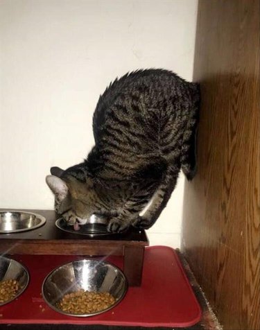 Cat drinking water with his butt in the air