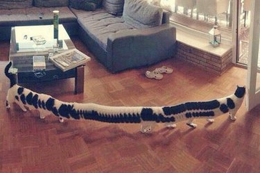 funny panoramic photos of pets