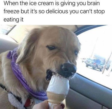 Dog eating an ice cream cone with brain freeze!