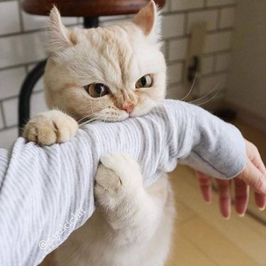 cat bites human arm