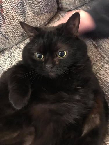 black cat on couch