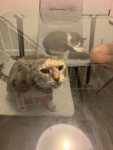 cat under glass table