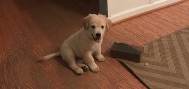 People can't get enough of this puppy whose favorite toy is a brick that holds the corner of a carpet down