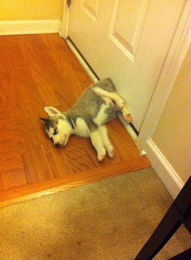 Husky puppy sleeping against a door.