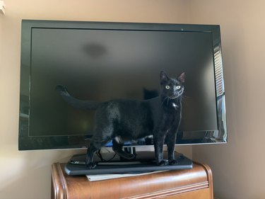 black cat in front of tv