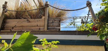 cat hides in planter