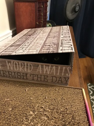 cat hides in box