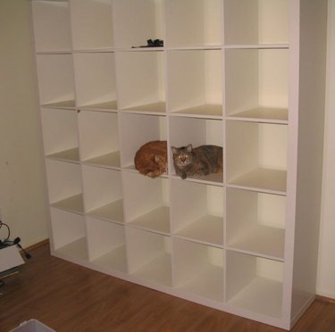 cats bookshelf