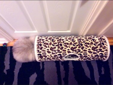 cat hides poorly