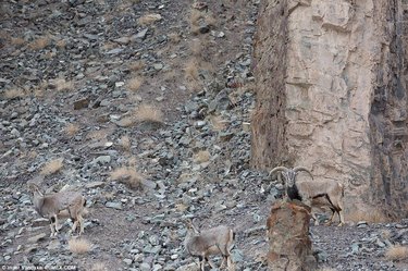snow leopard blends into rocks