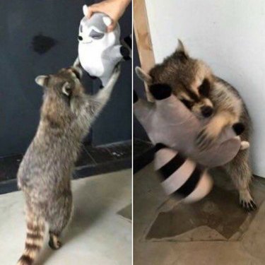 Raccoon hugging a raccoon stuffed animal.