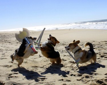 Corgis wearing fake armor play fighting on a beach.