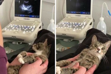 cat finding out she's pregnant