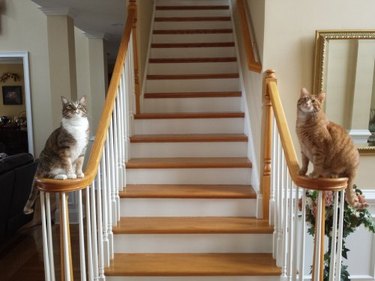 Cats sitting on opposite sides of stair railing.