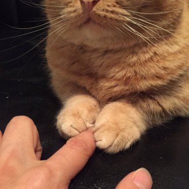 Cat holding human's finger with two paws.