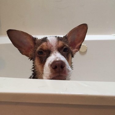 Sad looking wet dog in bath.