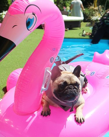 Just 21 dogs doin themselves a pool float