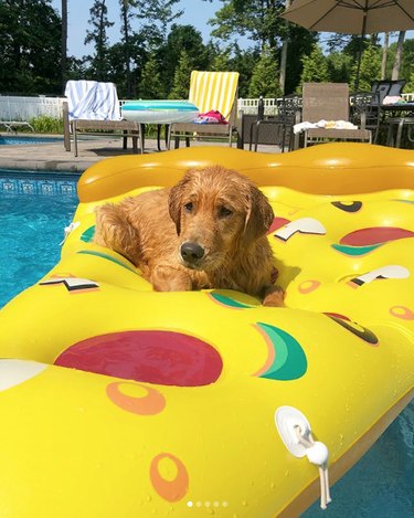 Just 21 dogs doin themselves a pool float