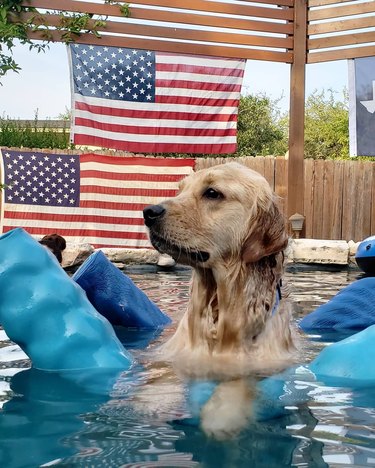 Just 21 dogs doin themselves a pool float