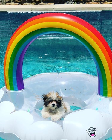 Just 21 dogs doin themselves a pool float