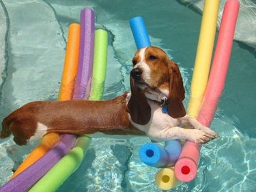 Just 21 dogs doin themselves a pool float