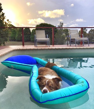 Just 21 dogs doin themselves a pool float