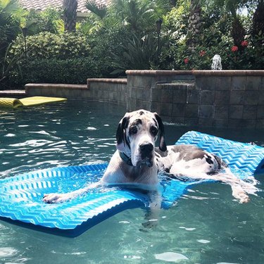 Just 21 dogs doin themselves a pool float