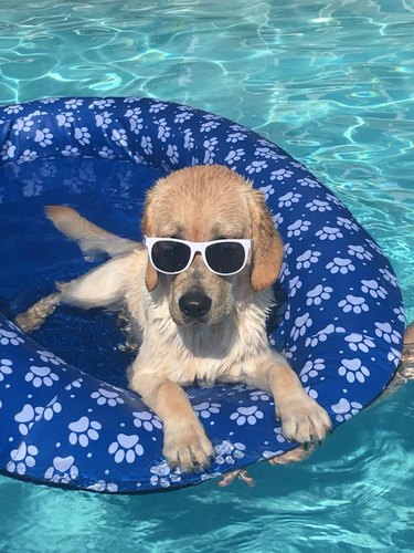 Just 21 dogs doin themselves a pool float