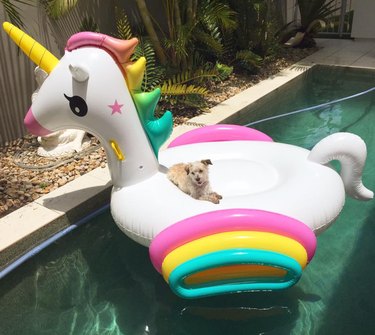 Just 21 dogs doin themselves a pool float