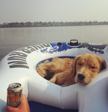 Just 21 dogs doin themselves a pool float