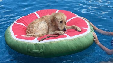 Just 21 dogs doin themselves a pool float