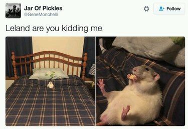 Rat eating a cracker in bed