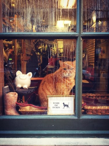 Cat in a window with a sign that says "Guard cat on duty."