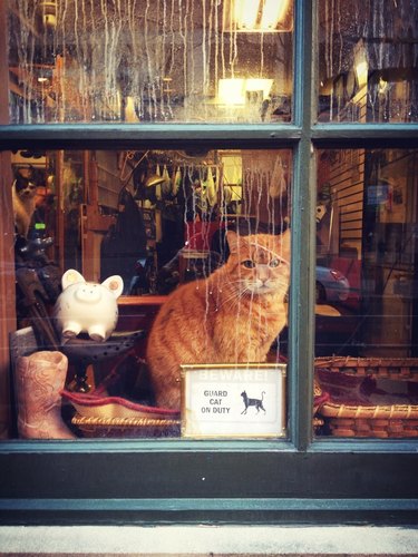 26 Cats Just Hanging Out In Windows | Cuteness