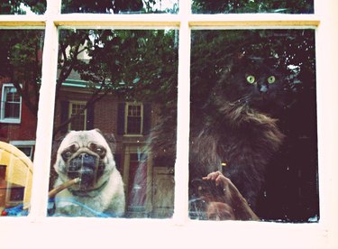 Cat and pug looking through window.