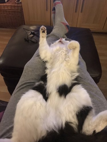 Cat fast asleep on a lap