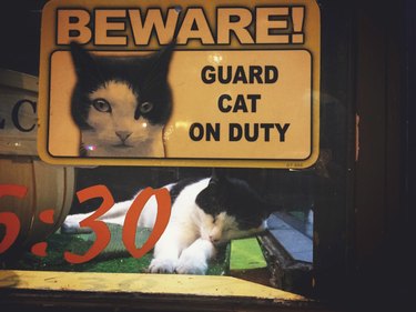 Cat asleep in a window with a sign that says "Beware! Guard cat on duty."