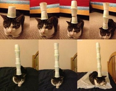 Cat with paper cups stacked on its head.