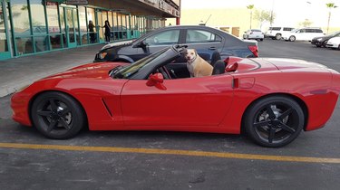 Dog sitting in convertible.