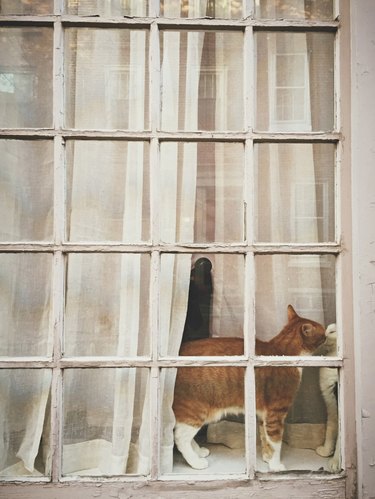 Two cats kissing in a window.