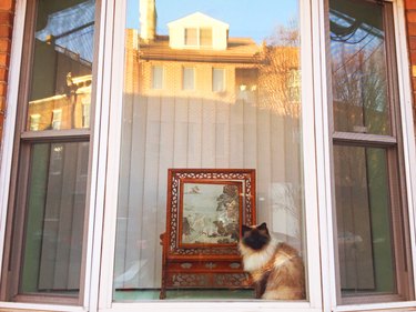 Rag doll cat in a window with a fancy painting.