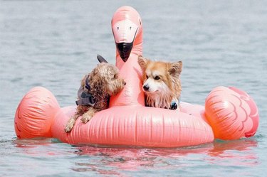 summer dogs loving pool floaties
